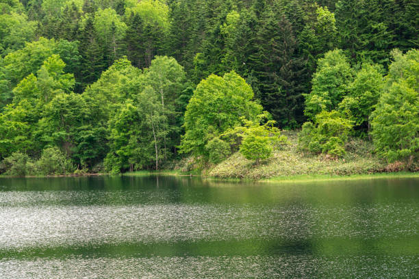 istock Fresh green forests and lakes in early summer 2202291280