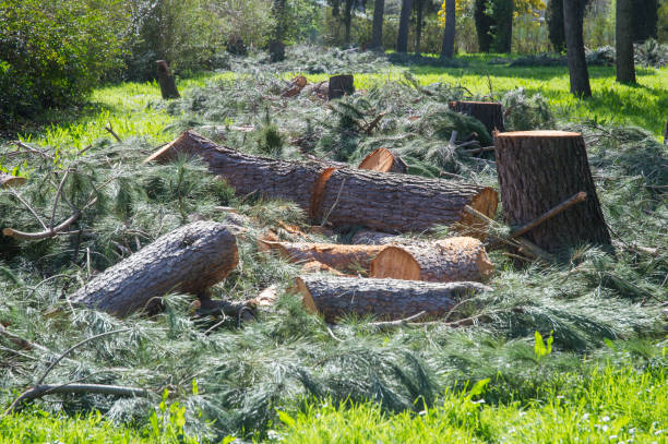 istock Logs and branches are seen lying on the grass in a park after deforestation 2202291682