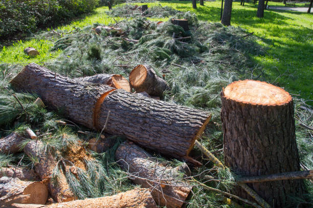 istock Logs and branches are seen lying on the grass in a park after deforestation 2202291800