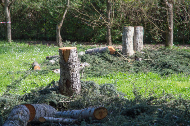 istock Logs and branches are seen lying on the grass in a park after deforestation 2202291853