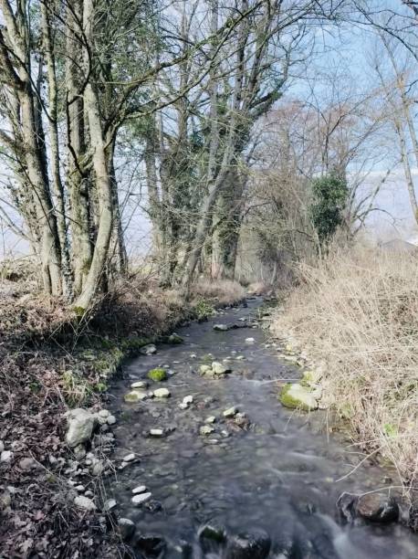 istock Tranquil Stream Flowing Through a Winter Forest Landscape 2202291952