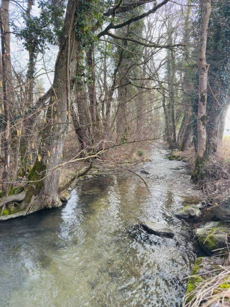 istock Tranquil Stream Flowing Through a Winter Forest Landscape 2202291970