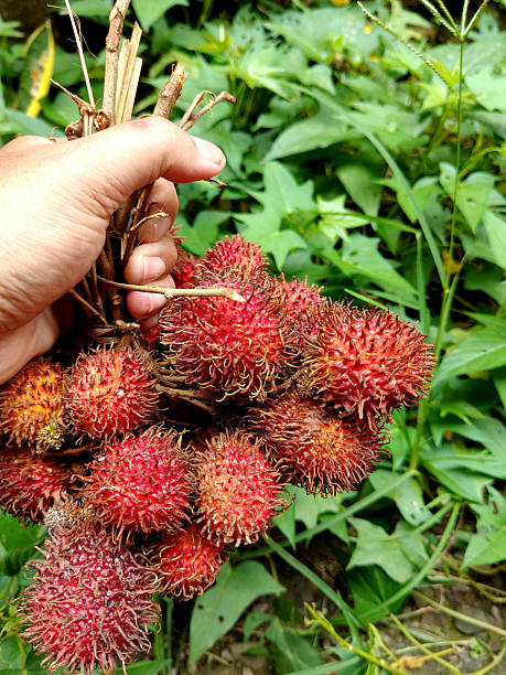 istock hand holding fresh rambutan fruit 2202294010