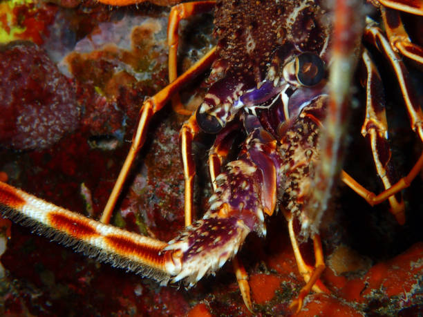 istock Lobster in Adriatic sea, Croatia 2202296186