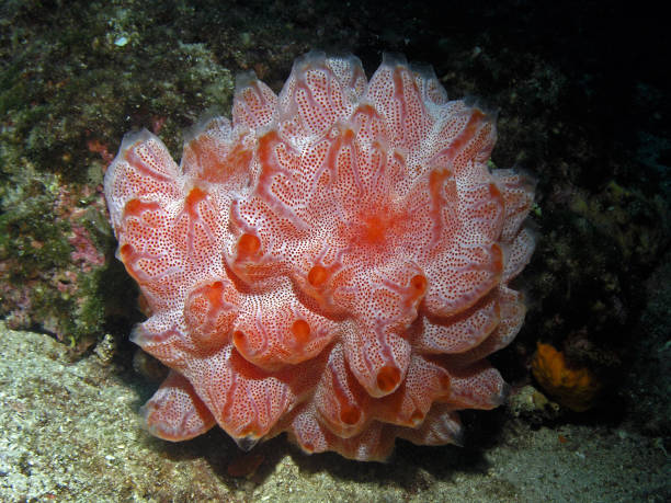 istock Underwater Adratic sea, Croatia 2202296254