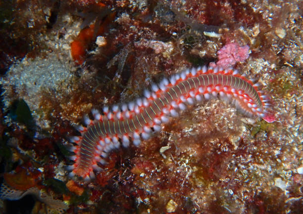 istock Fireworm in Adriatic sea, Croatia 2202296346