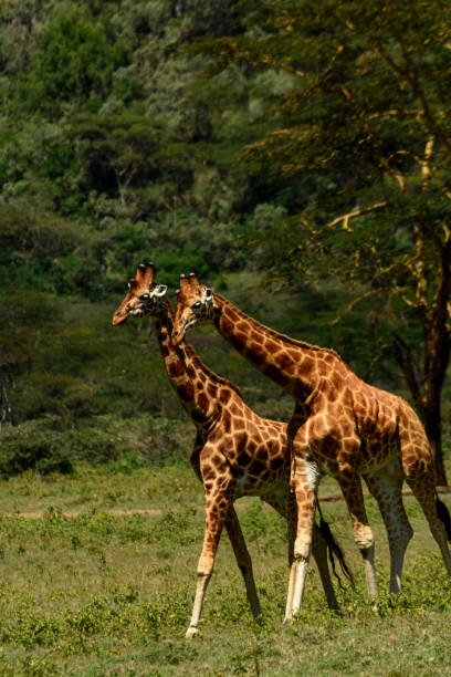 Rothschild's giraffe, Baringo giraffe or Ugandan giraffe (Giraffa camelopardalis rothschildi). One of the most endangered giraffes species of giraffe and interestingly, they have 3 ossicones (horns). Lake Nakuru. Nakuru. Great Rift Valley. Kenya. rothschild's giraffe, baringo giraffe or ugandan giraffe (giraffa camelopardalis rothschildi). one of the most endangered giraffes species of giraffe and interestingly, they have 3 ossicones (horns). lake nakuru. nakuru. great rift valley. kenya.