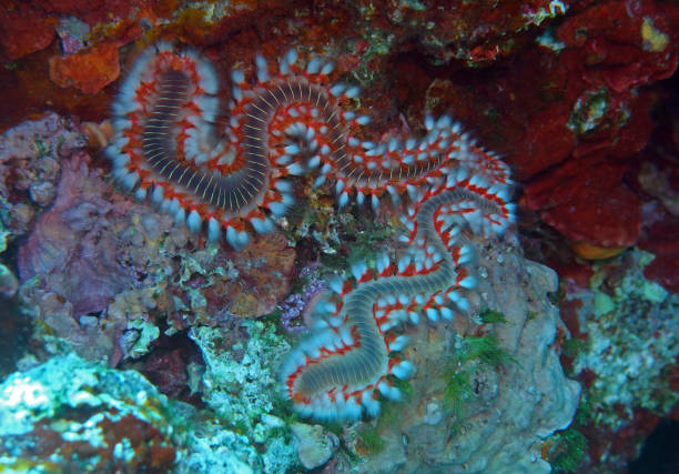 Bearded fireworm in Adriatic sea, Croatia