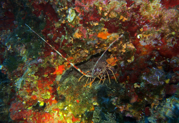European spiny lobster in Adriatic sea, Croatia
