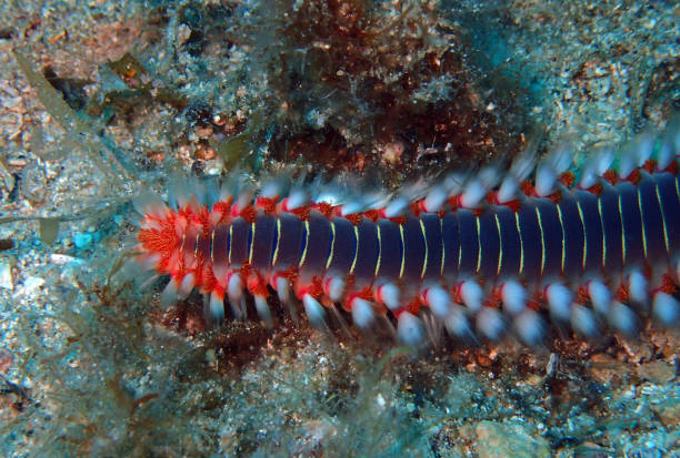 Bearded fireworm in Adriatic sea, Croatia