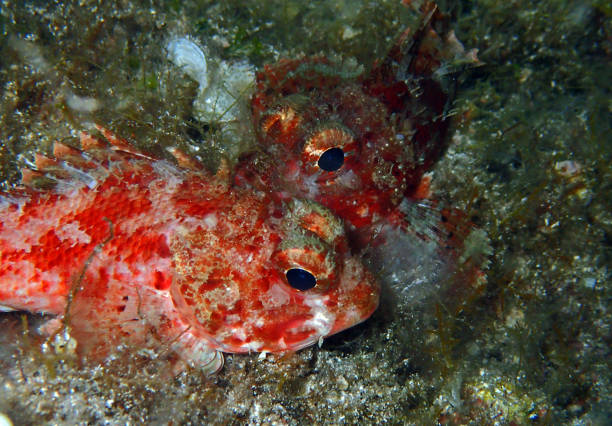 istock Scorpionfish in Adriatic sea, Croatia 2202296435