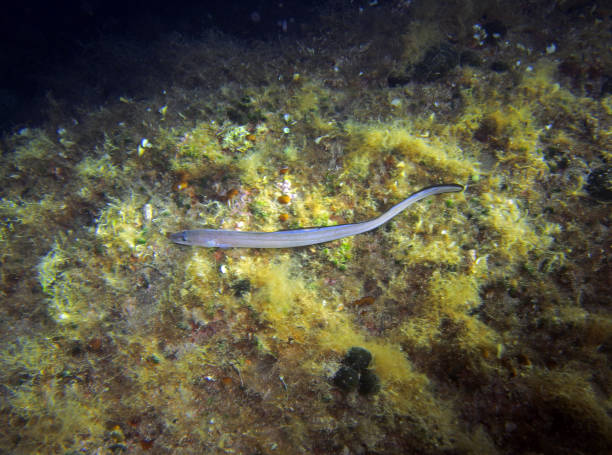 istock Conger in Adriatic Sea, Croatia 2202297457