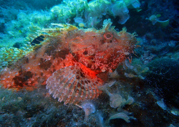 Scorpionfish in Adriatic sea, Croatia