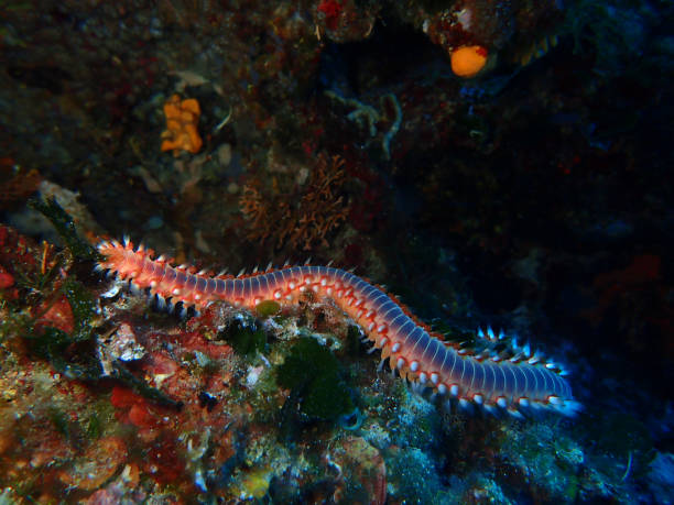 istock Fireworm in Adriatic sea, Croatia 2202297613