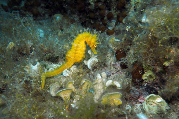 istock Seahorse in Adriatic sea, Croatia 2202297633