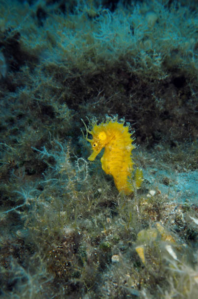istock Seahorse in Adriatic sea, Croatia 2202297639