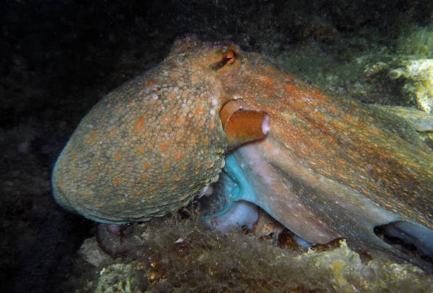 istock Common octopus in Adriatic sea, Croatia 2202297691