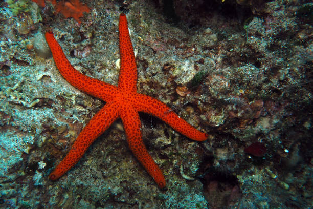 istock Sea star in Adriatic sea, Croatia 2202297771