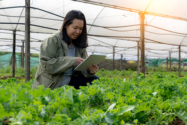 istock female working with digital tablet at hydroponic farm 2202298399