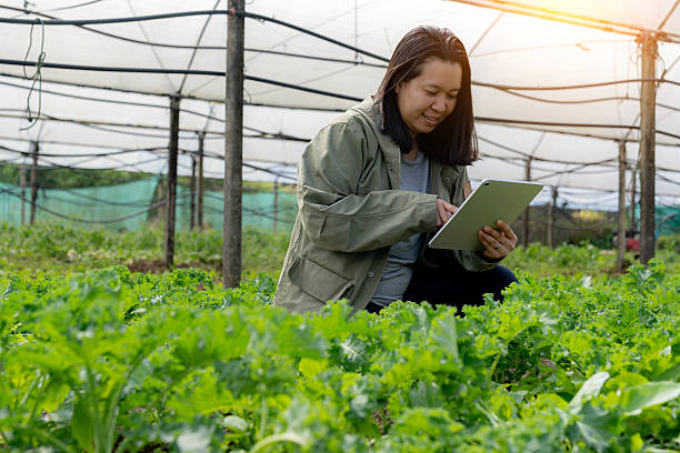 istock female working with digital tablet at hydroponic farm 2202298401