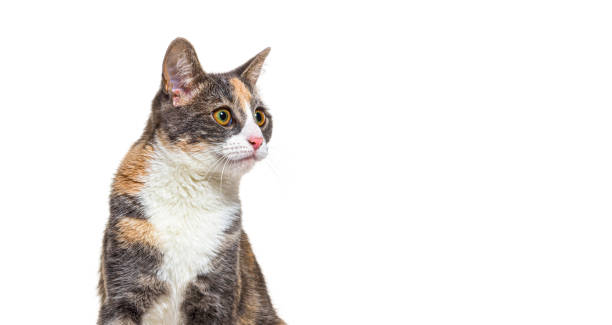 istock Calico cat sitting and looking away from camera, isolated on white 2202298742