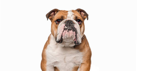 istock English bulldog looking at camera on a white background 2202298822