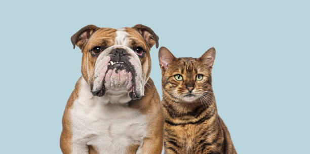 istock English bulldog and bengal cat looking at camera against plain light blue background 2202298823