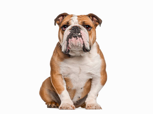 istock English bulldog sitting and looking at camera on white background 2202298827