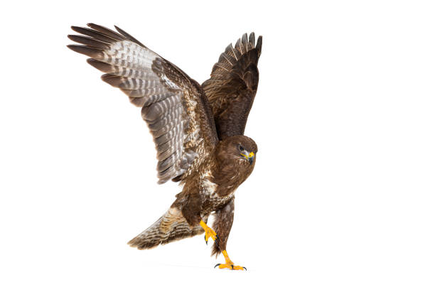 istock Common buzzard landing gracefully with wings spread against a clean white backdrop 2202298865