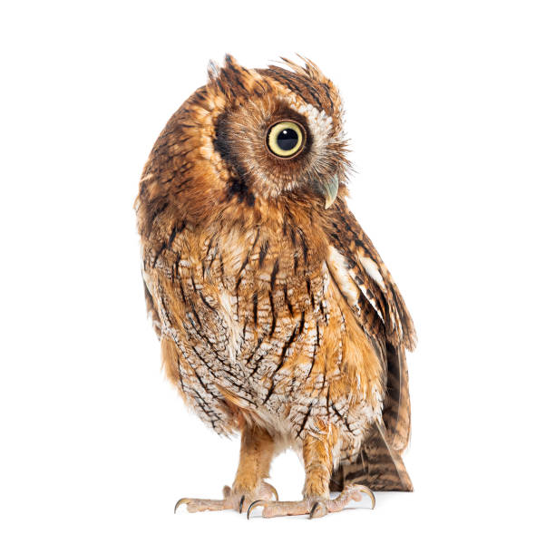istock Tropical screech owl, Megascops choliba, looking back over its shoulder, isolated on white 2202299002