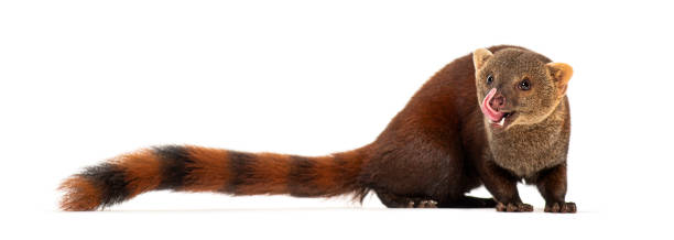 istock Full length profile of a ring-tailed mongoose, galidia elegans, licking its lips 2202299003