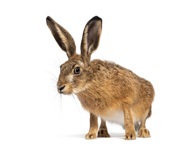 istock European hare, lepus europaeus, standing on white background and looking curious 2202299130