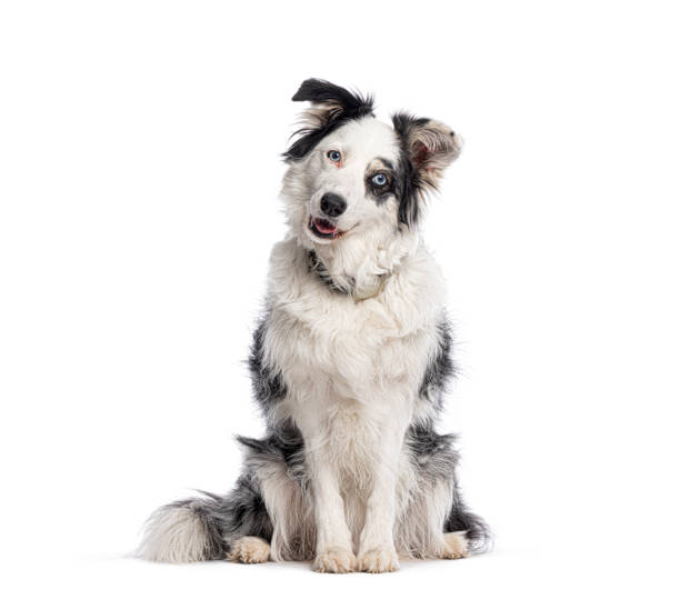 Adorable border collie dog sitting and looking curious with a tilted head, isolated on white background