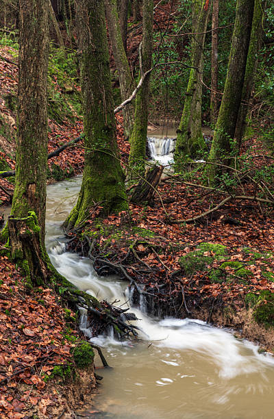 istock prinkle wood high weald watefalls 2202299397