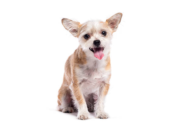 istock Small mixed breed dog sitting on white background, sticking out its tongue and panting 2202299954