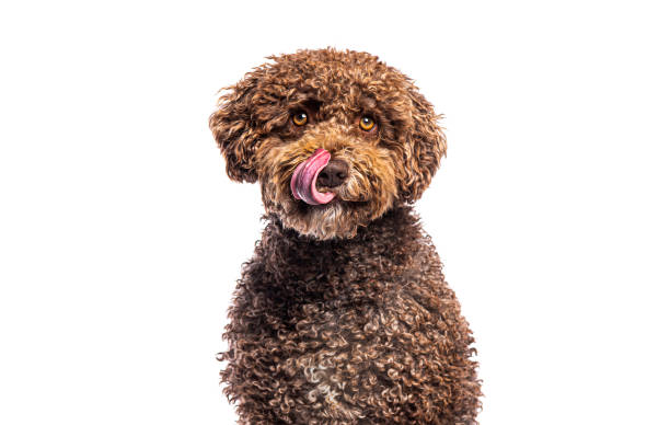 istock Adorable spanish water dog licking its nose while looking at camera 2202300106