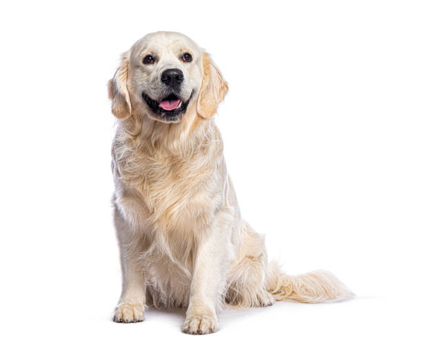 istock Golden retriever sitting and looking up with mouth open on white background 2202300108