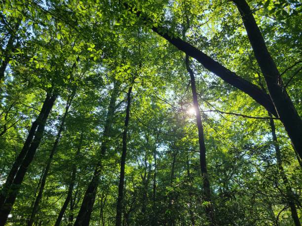 istock Bright Green Forest Canopy with the Sun Shining through the Leaves and Branches 2202300305