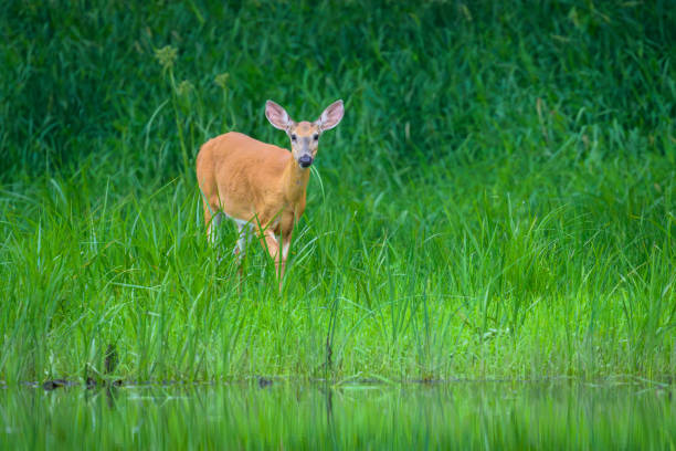 istock White-tailed Deer standing at edge of water looking at camera 2202300418