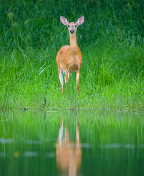 istock White-tailed Deer standing at edge of water looking at camera 2202300420