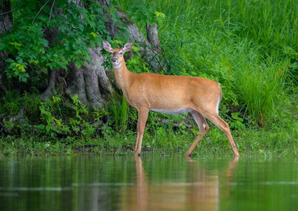 istock White-tailed Deer standing at edge of water looking at camera 2202300426