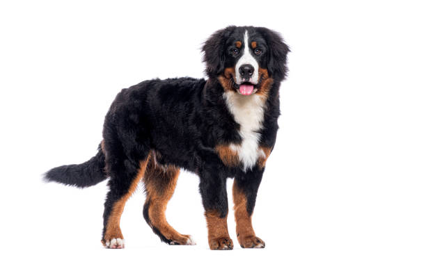istock Bernese mountain dog panting and standing on white background 2202301301