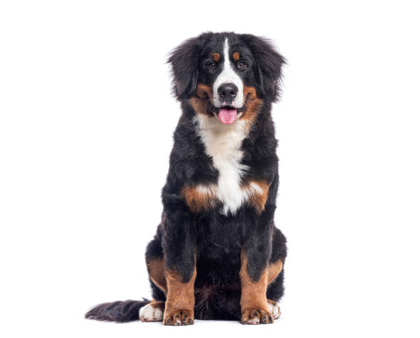 istock Bernese mountain dog sitting and panting, isolated on white background 2202301308