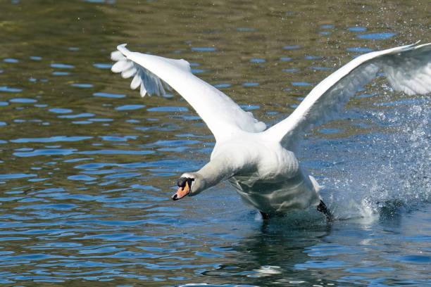 istock the take-off of a mute swan 2202302265