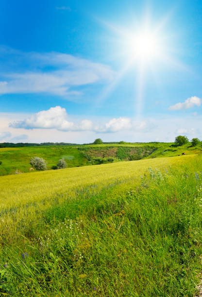 istock Wheat field on a hilly terrain and bright sun. 2202302471