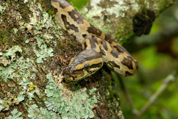 Wild African Python 190+ African Rock Python Stock Photos, Pictures & Royalty-Free Images ...