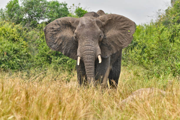 istock Young endangered bush elephant with its ears flailed 2202304024