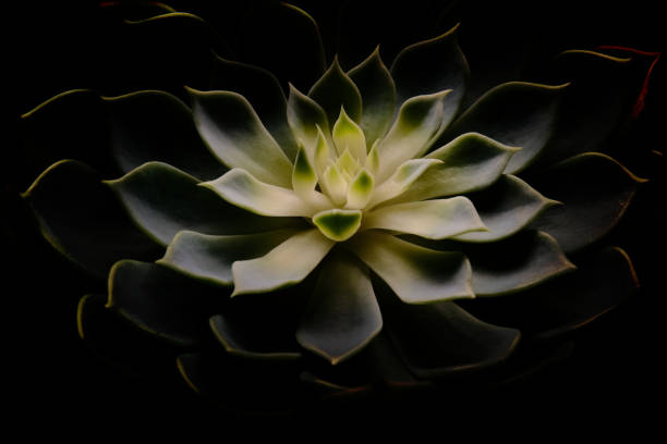 istock Closeup Echeveria Secunda leaf petals succulent plant 2202304101