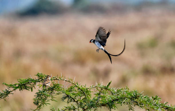 Pin tail wydah doing a mating dance for a female perched in an acacia treetop