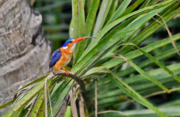 A malachite kingfisher perches gracefully on a slender reed, its vibrant blue and green feathers shimmering in the sunlight. In its beak, it holds a delicate dragonfly. The kingfisher's sharp eyes scan the surroundings, showcasing its keen hunting skills. With a background of lush vegetation, the scene highlights the bird's striking colors and the thrilling moment of a successful catch, embodying the beauty and dynamism of nature.